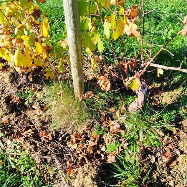 Le vignoble - Les Mangeux d'Pierre