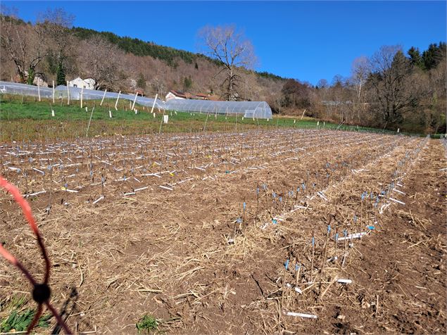 Les Pieds dans le Local®, spécial producteurs ! Visite d'exploitation : Pépinière Pep'Ain_Rossillon