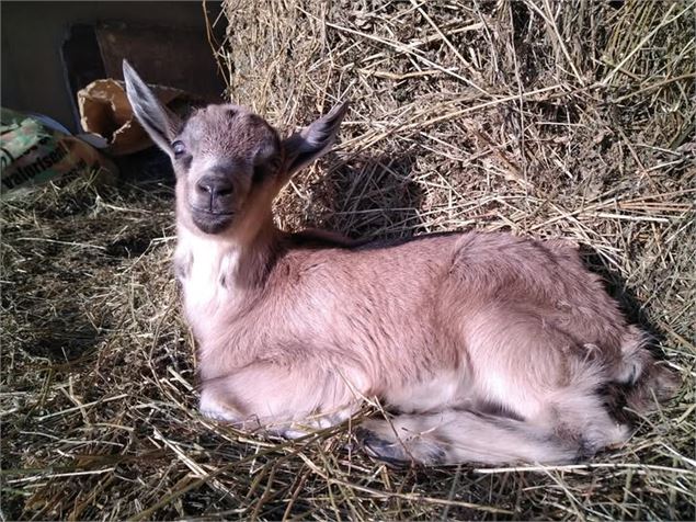 Les Pieds dans le Local®, spécial producteurs ! Visite d'exploitation : Les Chèvres d'Arvière_Arvièr