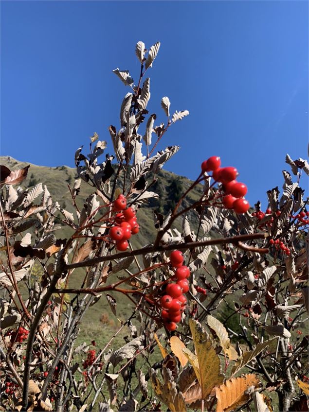 Les plantes sauvages de l'automne