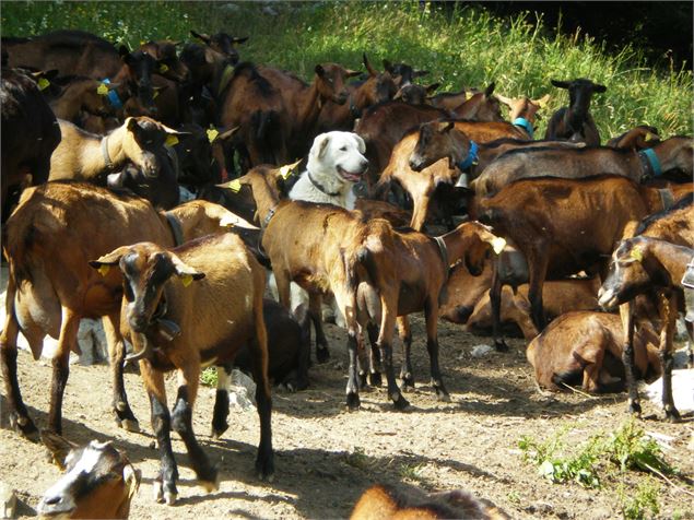 le chien berger dans son troupeau !