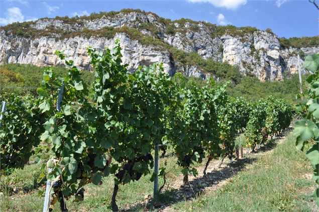 Vignes à Manicle - Domaine Monin