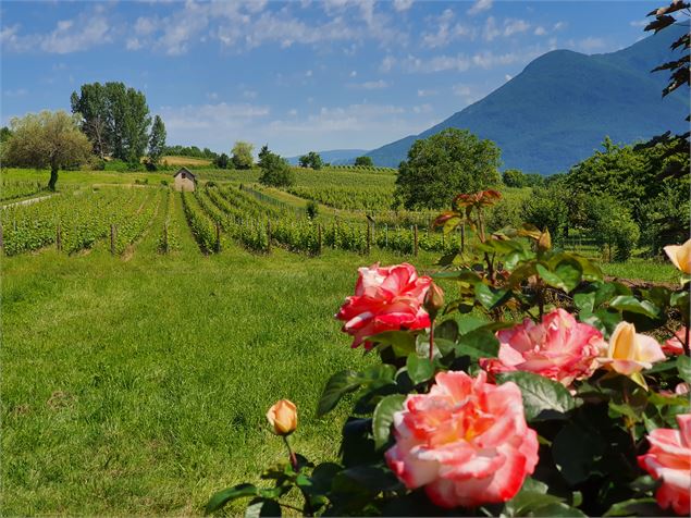 Vignoble Gamay - Domaine Monin