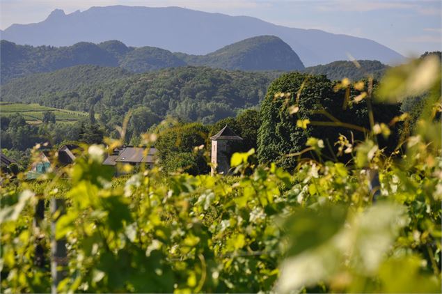 Vignoble de Mondeuse - Domaine Monin