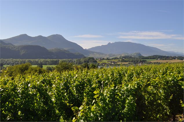 Parcelle Chardonnay - Domaine Monin