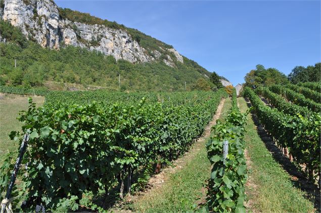 Cru Manicle - Domaine Monin
