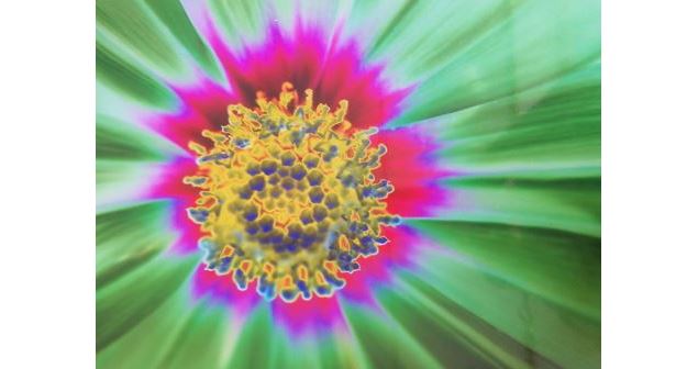 Macro Fleur - Testevuide M
