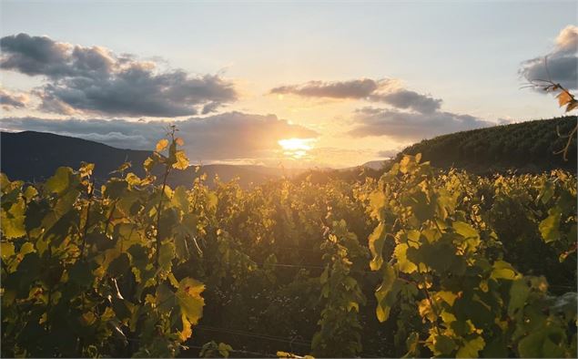 vigne chignin coucher soleil - beneath