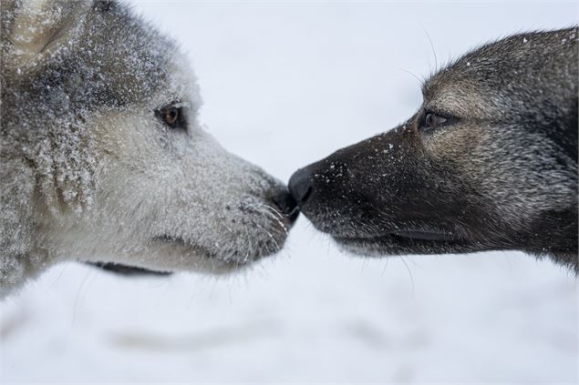La Grande Odyssée - Chiens