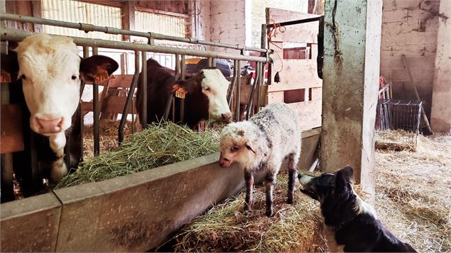 Visite de la Ferme de Ballancy - @Ballancy