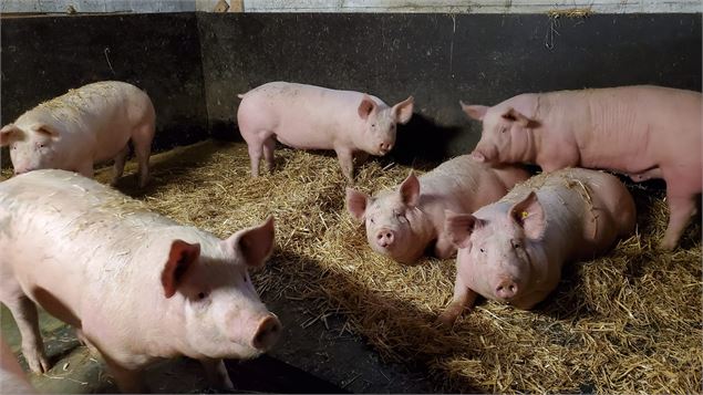 Visite de la Ferme de Ballancy - @Ballancy