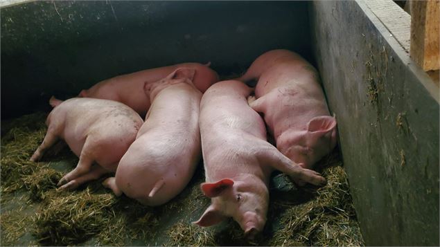 Visite de la Ferme de Ballancy - @Ballancy