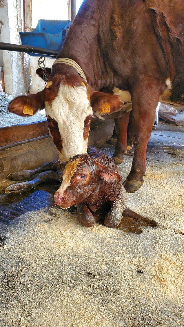 Visite de la Ferme de Ballancy - @Ballancy