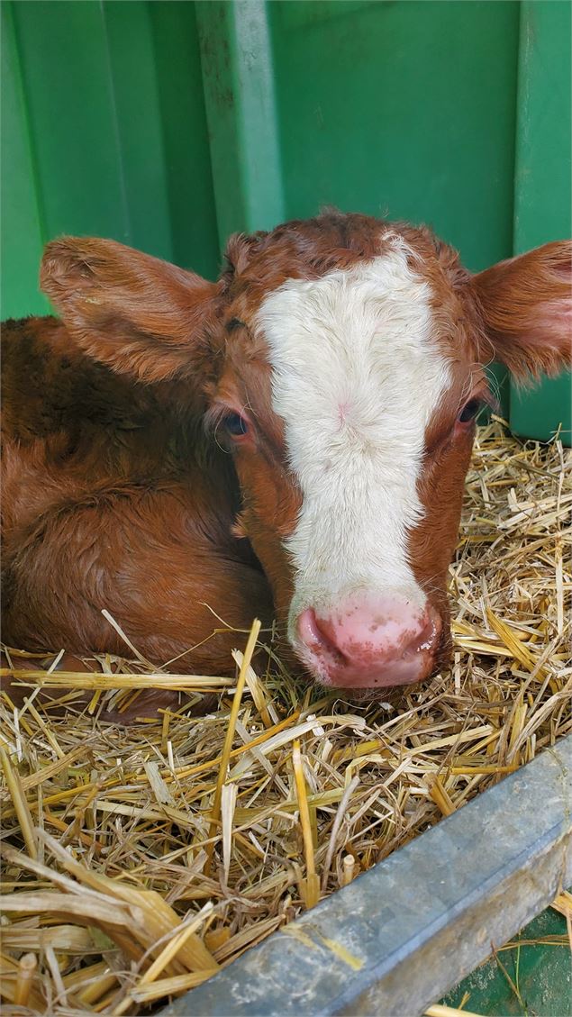 Visite de la Ferme de Ballancy - @Ballancy