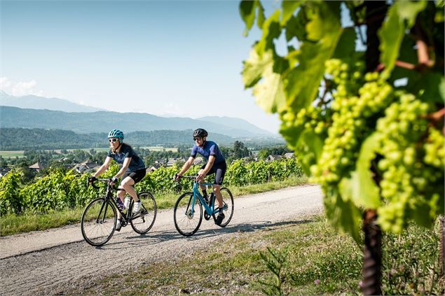 velo dans le vignoble - Peignée Verticale - Grand Chambéry Alpes Tourisme