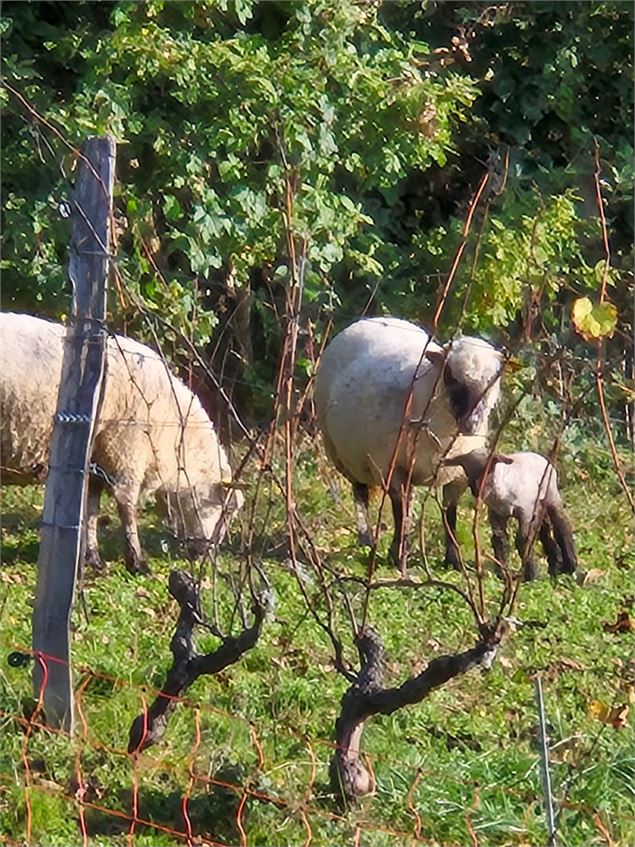 Les moutons dans les vignes - Denis Martin Barbaz