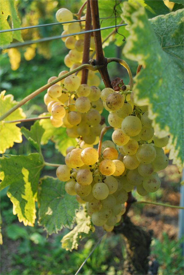 Le Chasselas est roi ! - O.Canelli