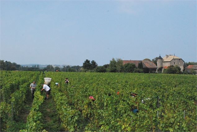 Les Vendanges - O.Canelli