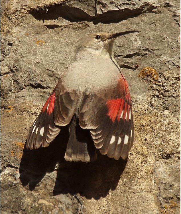 A la recherche du Tichodrome échelette - Robin LETSCHER