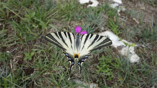 Papillon Flambé de la RNN de Hautecourt - Robin Letscher
