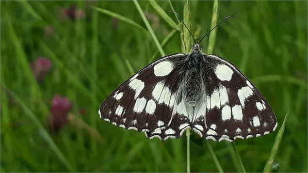 Papillon Echiquier commun de la RNN de Hautecourt - Robin Letscher