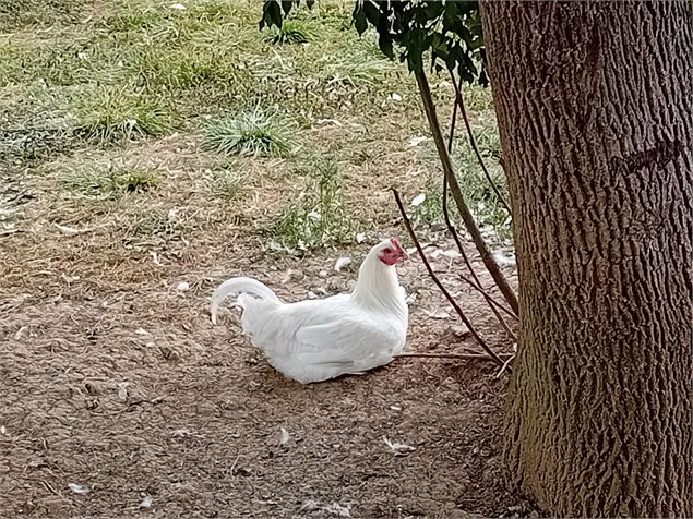 Poulet de Bresse - Bresse gourmande