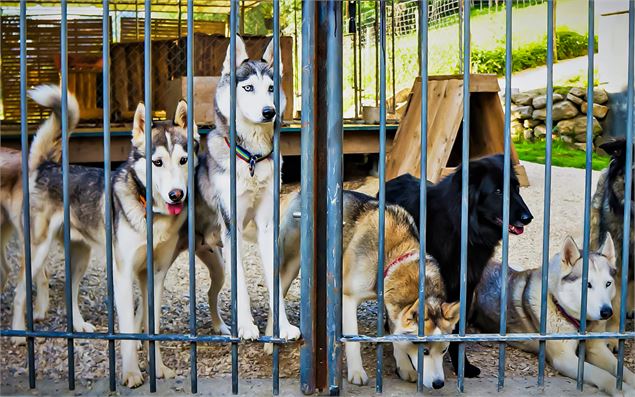 Visite du chenil à Magland - Les Granges de Heidi