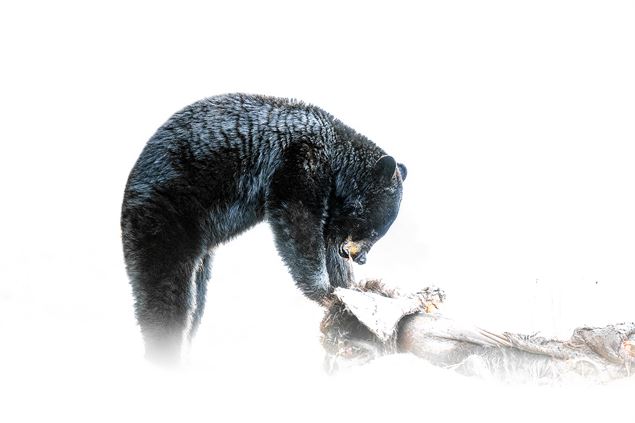 Le silence des sauvages - AdobeStock