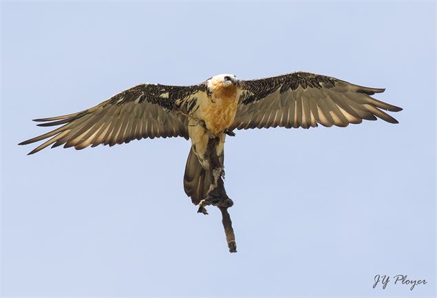 Gypaète barbu transportant une carcasse - Jean-Yves PLOYER