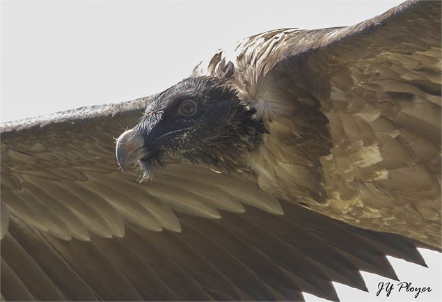 Portrait d'un gypaète barbu juvénile - Jean-Yves PLOYER