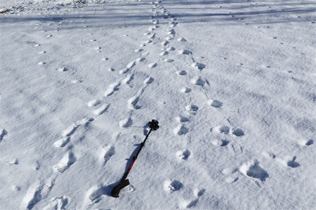Piste de plusieurs loups dans la neige - Jean-Yves PLOYER