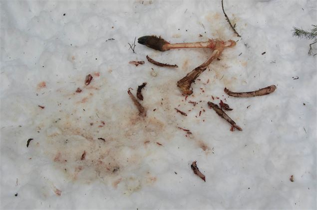 Restes d'une proie (un cervidé) dans la neige - Jean-Yves PLOYER