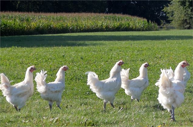 Volaille de Bresse dans les champs - André Descottes