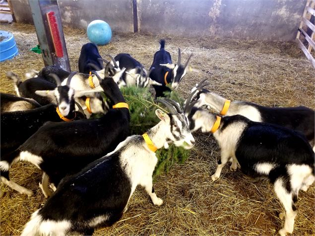 Le troupeau de chèvres broute un sapin - A.Jorcin