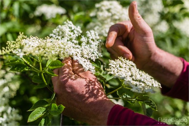 Cueillette de sureau. - Flore GIRAUD