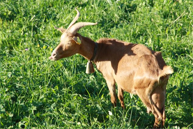 chevre - Blanc_Gonnet