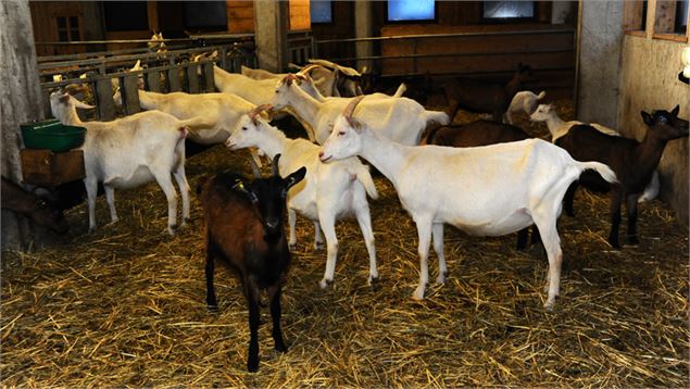 ferme_des_Riondons - Blanc_Gonnet