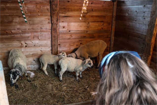 Présence de moutons - OT SSA