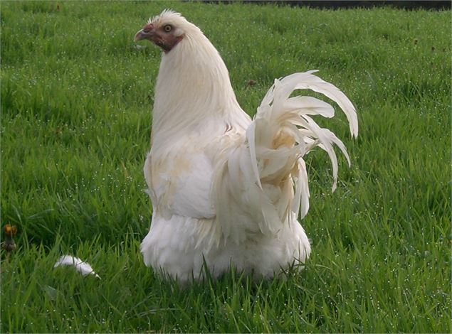 Chapon de Bresse dans le pré - André Descottes