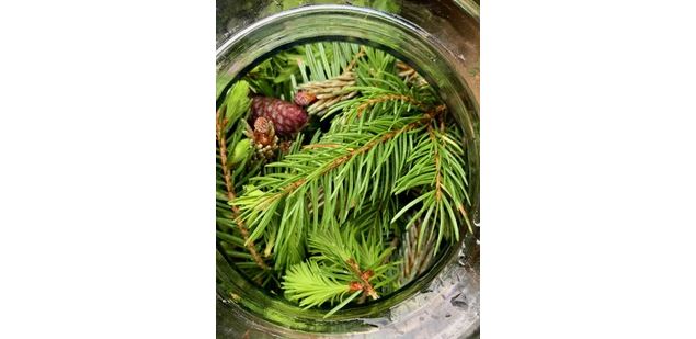 Atelier sapin_Bisanne 1500 - Michel Rostalski