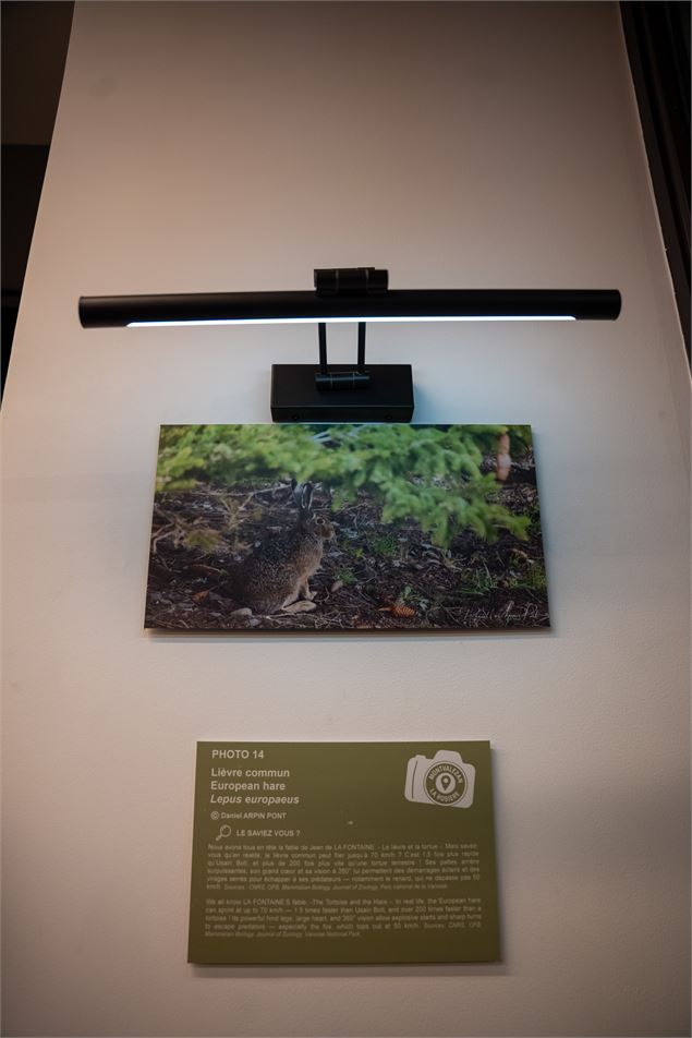 L'Exposition photographique - La Faune de Montvalezan par les photographes Montvalezanais_La Rosière