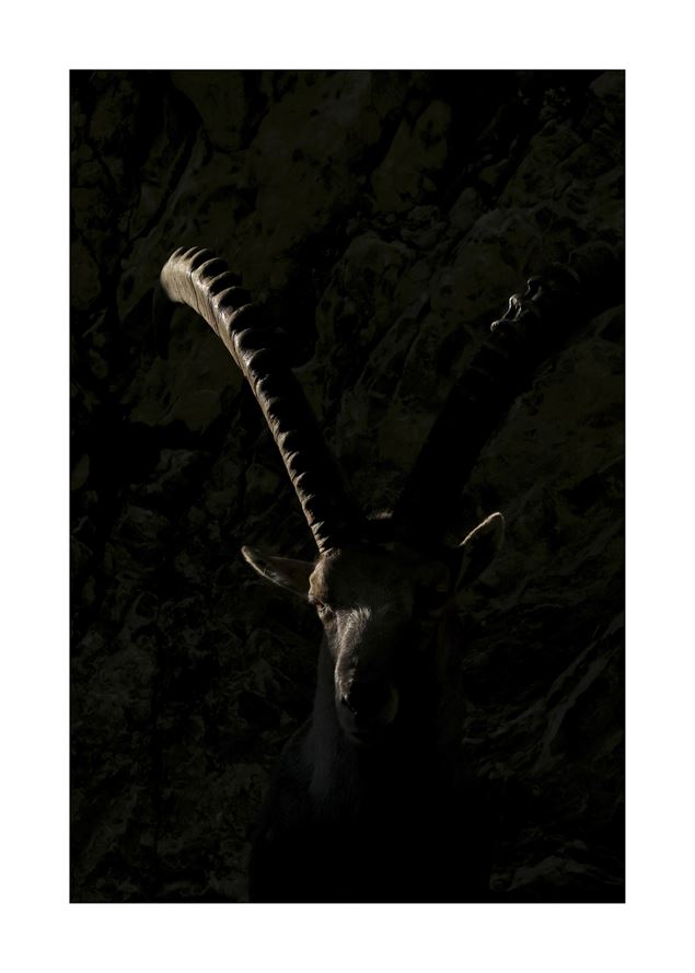 Bouquetin - Lubin Godin