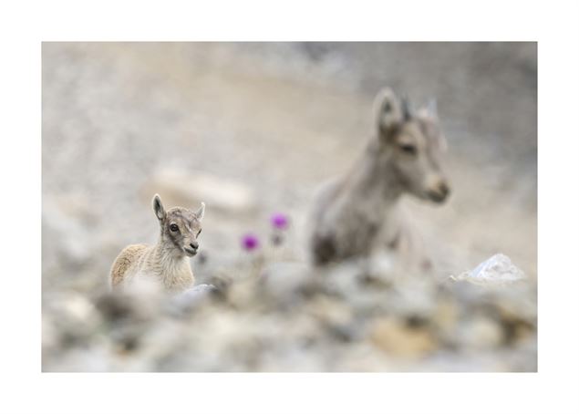 Jeunes bouquetins - Lubin Godin