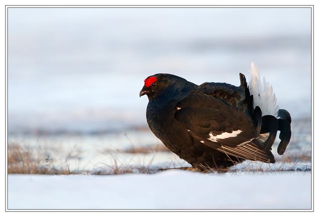 Le tétras se construit un igloo pour s'abriter du froid de l'hiver. - CCPMB