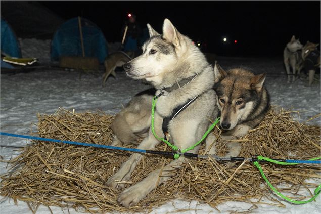 Chiens couchés sur la paille à la base polaire - Kciop
