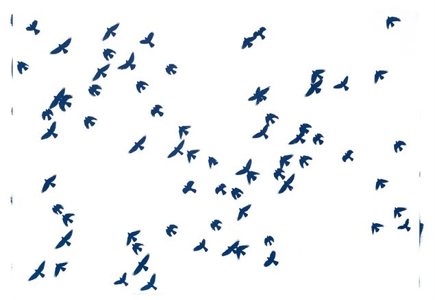 Exposition Fanny Zambaz - Cyanotypes des Alpes_Samoëns - Fanny Zambaz