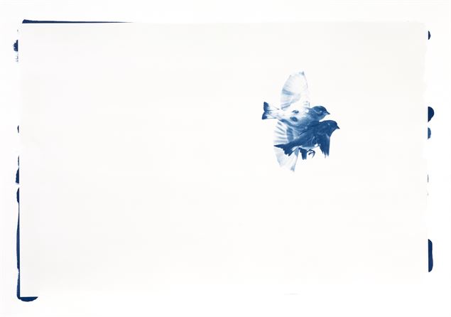 Exposition Fanny Zambaz - Cyanotypes des Alpes_Samoëns - Fanny Zambaz