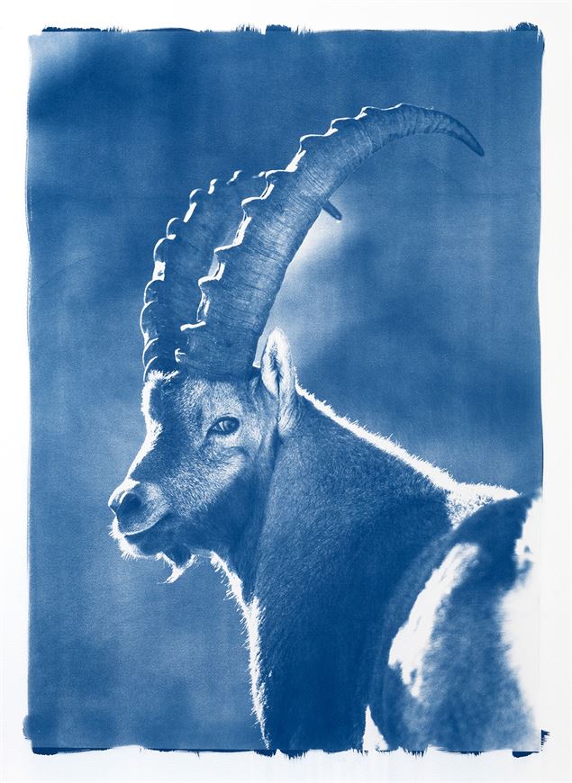 Conférence Fanny Zambaz - Cyanotypes des Alpes_Samoëns - Fanny Zambaz