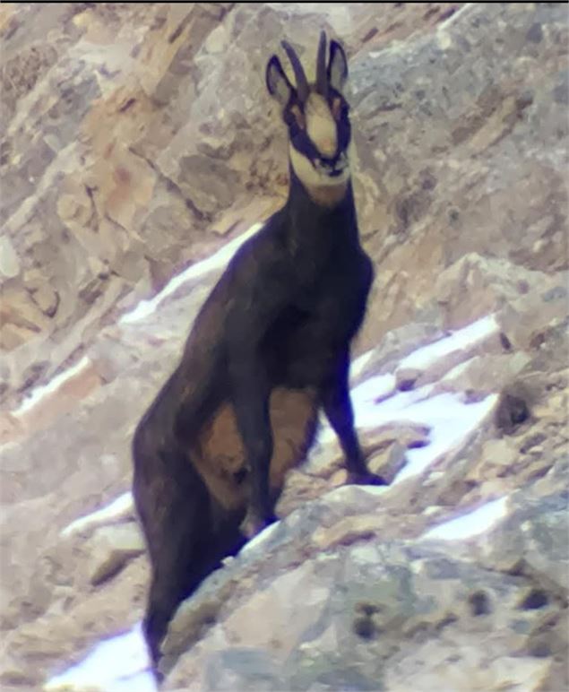 Chamois sur un rocher - Christophe Chappellaz