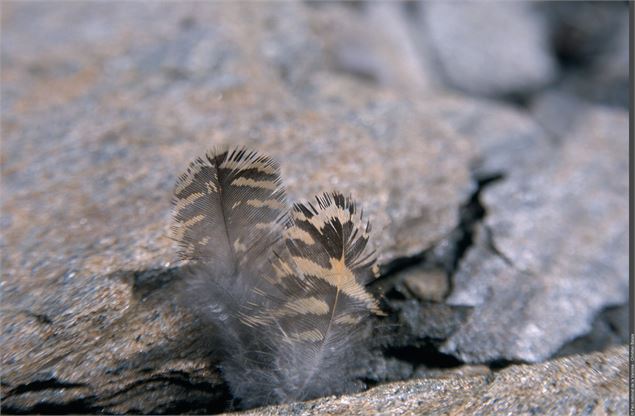 Plumes de lagopède alpin - Nicolas Bayard - Parc national de la Vanoise